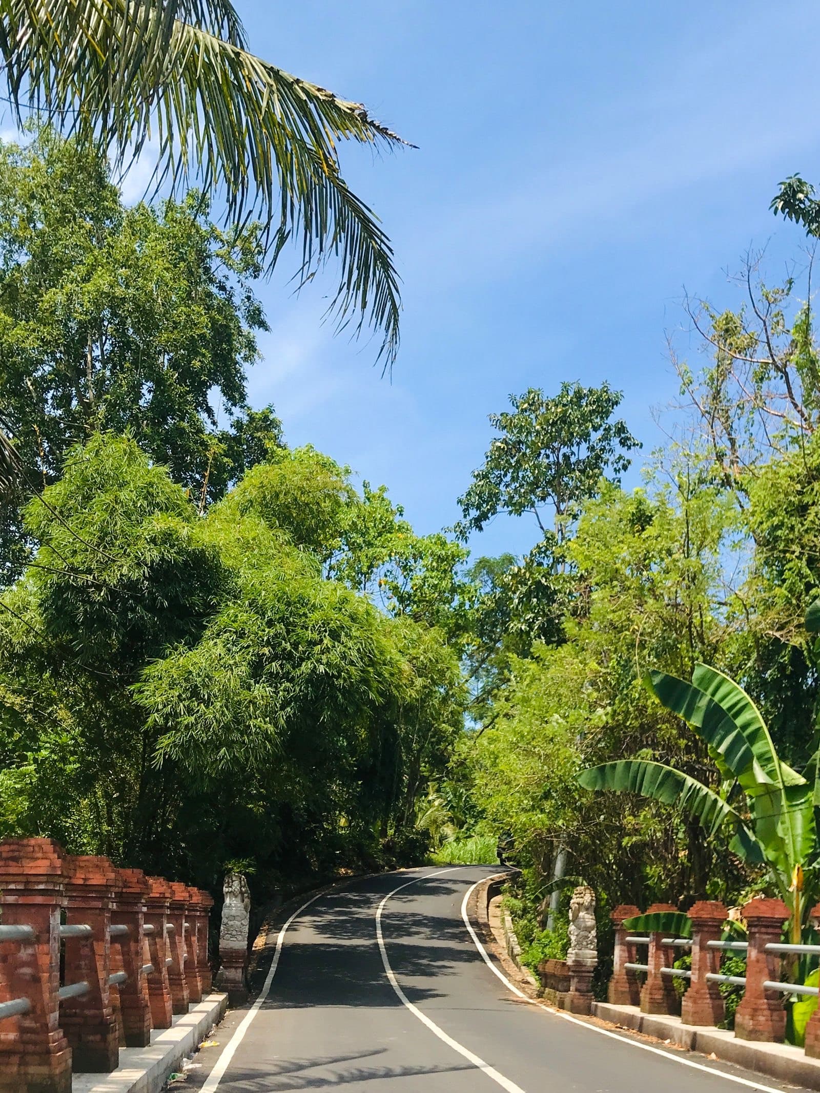 A palm-lined road in Bali